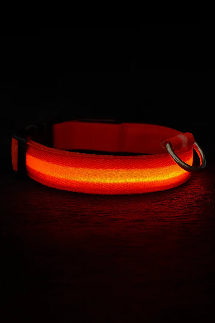Collier LED réglable pour la sécurité des chiens