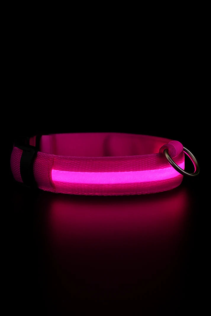 Collier LED réglable pour la sécurité des chiens
