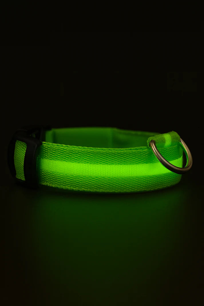 Collier LED réglable pour la sécurité des chiens