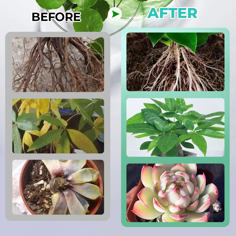 🔥Solution nutritive hydroponique pour la croissance des plantes☘️Offre limitée : plus que 30 articles disponibles !🚚🚚