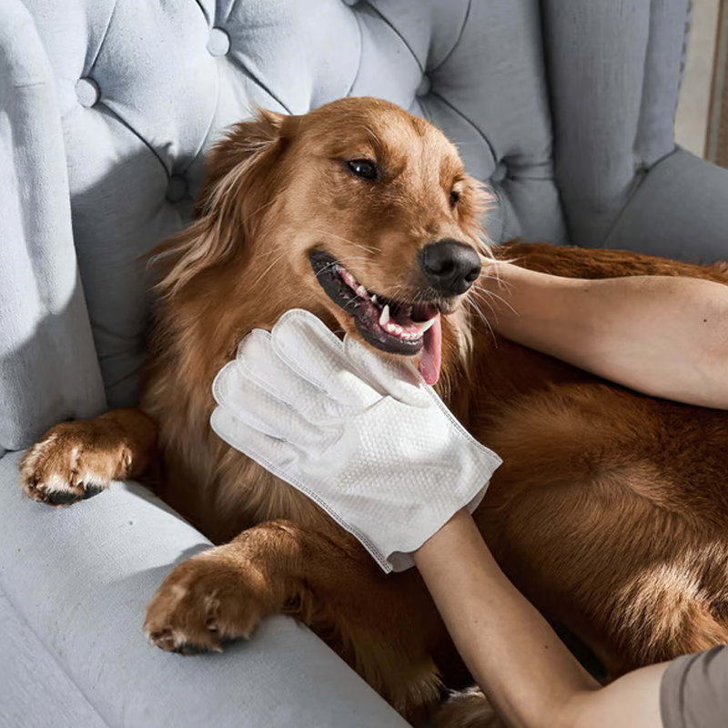 🔥 VENTE LIMITÉE – 50 % de réduction ! Gants de toilettage sans rinçage pour chiens et chats : neutralisent les odeurs, antibactériens & ultra-doux 🐾🧼